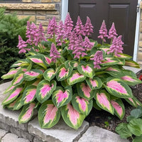 Pink-Green